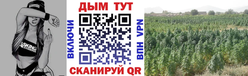 Шишки марихуана план  где купить   Медынь 